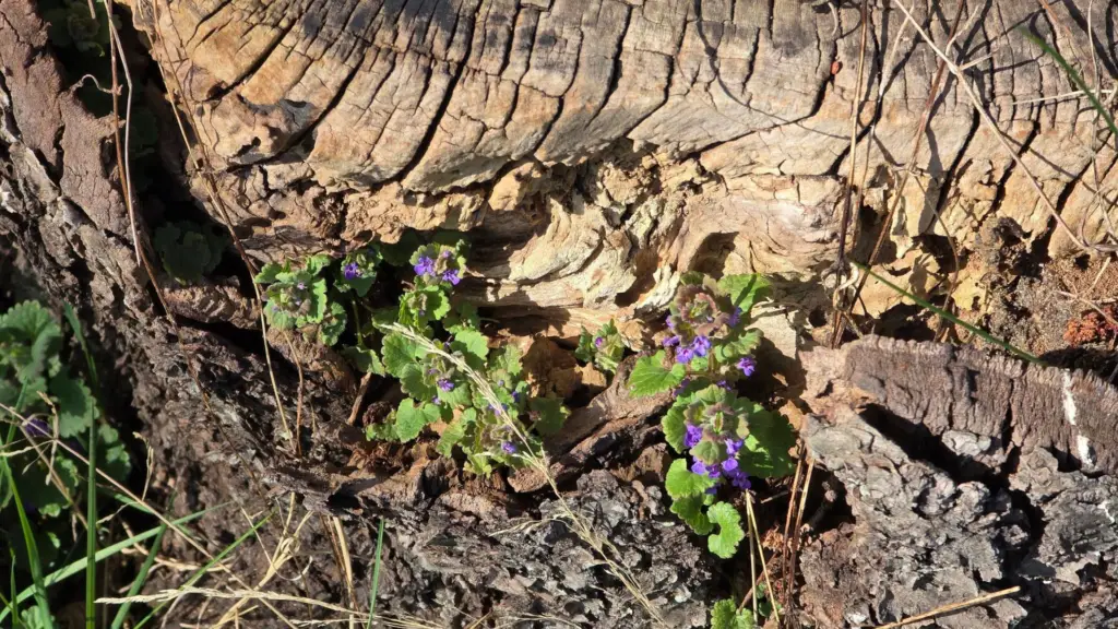 Beplanting - Rathloushus